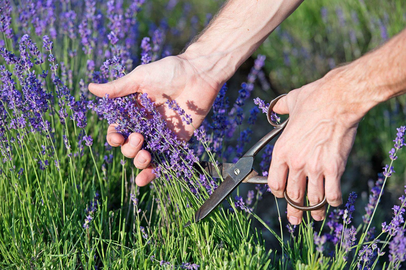 lavendel